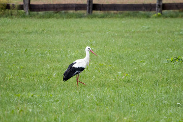 White and black common stork on a green meadow, beneaugural bird photographed during migration in northern Europe