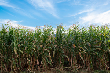 Fototapeta premium beautiful flower of corns blooming in field
