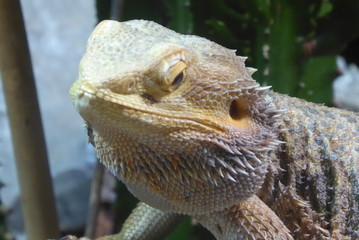 Bartagame