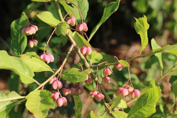 flowers in the forest