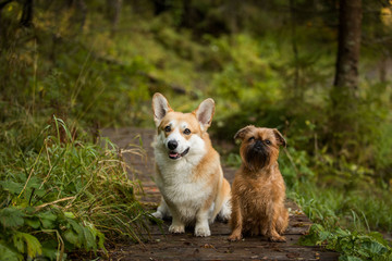 Two dog on a path through the woods Brussels Griffon Welsh Corgi Pembroke