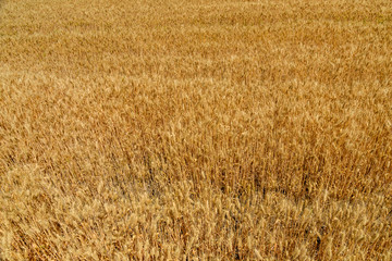 Fototapeta premium Background of the ripe yellow wheat. Agricultural concept