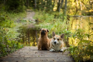 Two dog on a path by the river Brussels Griffon Welsh Corgi Pembroke