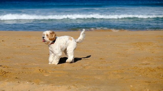 Small happy dog on a windy beach moving its head