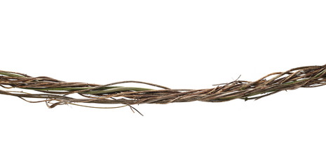 Wild dry liana, jungle vine isolated on white background, clipping path © dule964