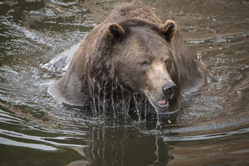 Obraz na płótnie Canvas Brown Bear Swimming