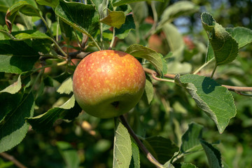 reifes Obst, Apfel, Äpfel