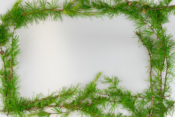 Border of Larch branches
