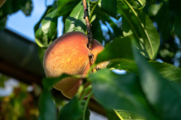 reifes Obst, Pfirsich, 