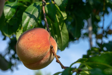reifes Obst, Pfirsich, 