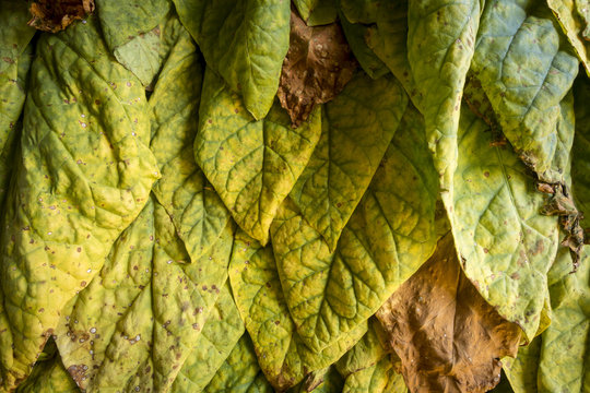 Fumo Bilder Durchsuchen 13,240 Archivfotos, und Videos