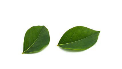 Fototapeta na wymiar green star gooseberry leaf isolated on white background