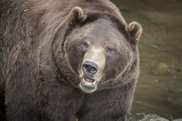 Brown Bear Closeup