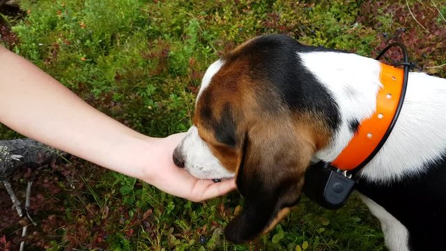 An adorable dog is eating fresh blueberries from a humans hand. The blueberry is straight from the Norwegian forest.