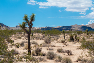 landscape, nature, sky, desert, tree, mountain, hill, blue, travel, mountains, dry, road, sand, rock, green, clouds, park, summer, national, cloud, tourism, outdoors, forest, trees, beautiful, Joshua 