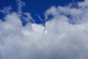 The river gull flies high in the blue sky against the background of white clouds.