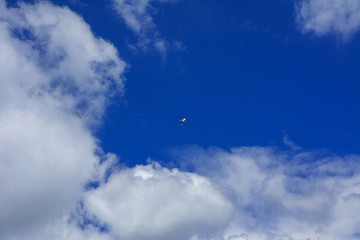 The river gull flies high in the blue sky against the background of white clouds.