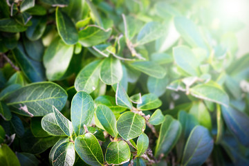 day,background,green,nature,leaf,spring,concept,fresh,natural,ecology,garden,greenery,wallpaper,leaves,space,abstract,closeup,summer,pattern,plant,texture,bright,forest,growth,season,design,landscape,