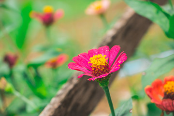 bannrabeangdao chiangmai