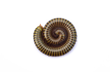 Millipede top view isolate on white background.