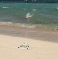 Sea Shell on the Beach