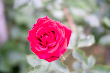 Red Roses