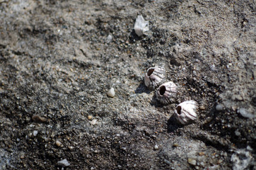 Cocoons