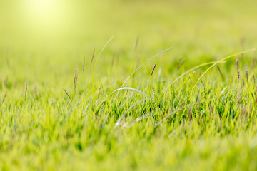 Natural lawn Green Leaf Wallpaper,texture,background
