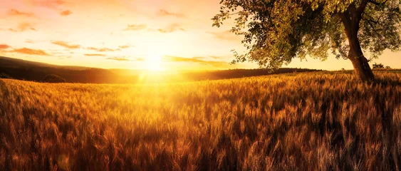 Photo sur Plexiglas Campagne Coucher de soleil sur un champ de blé doré