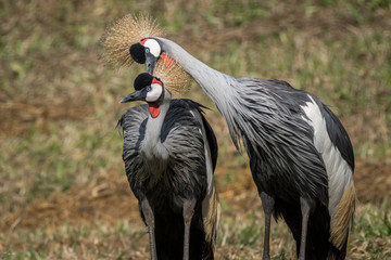 Fototapeta premium Grou Coroado Oriental / Grey Crowned Crane (Balearica regulorum)