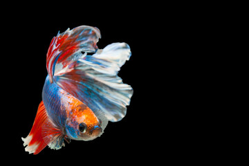 Fototapeta premium Betta Siamese fighting fish, Betta splendens Pla-kad biting fish Thai,popular aquarium fish. Red White blue Thailand flag half moon isolated on black