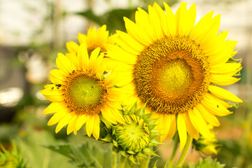 Close up of round bright yellow fresh sunflower showing pollen pattern and bee on soft petal with blurred field and  background on sunshine day, Thailand