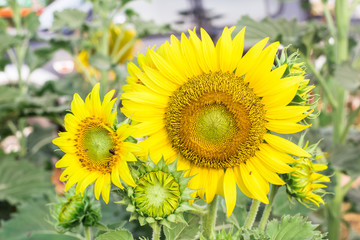 Close up of round bright yellow fresh sunflower showing pollen pattern and bee on soft petal with blurred field and  background on sunshine day, Thailand