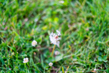 Dandelion