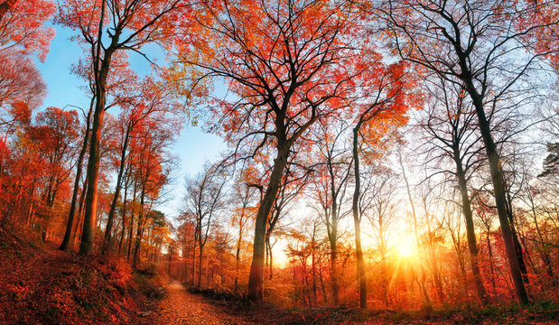 Fototapeta Autumn scenery with red foliage and blue sky