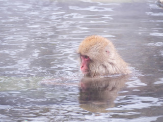 Japanese Snow monkey Macaque in hot spring Onsen Jigokudan Park, Nakano,now Monkey Japanese Macaques bathe in onsen hot springs at Nagano, Japan.