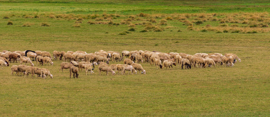 Monti del Matese, gregge al pascolo