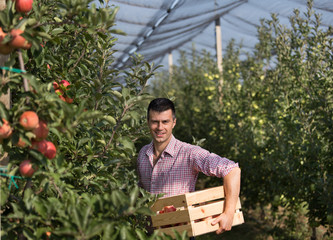 Farmer harvesting apples in orchard
