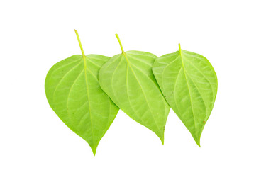 Betel leaves isolated on the white background.