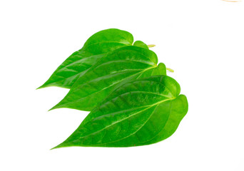 Green betel leaves isolated on the white background.