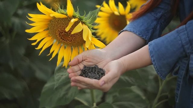 young beautiful woman farmer with red hair holding sunflower seeds and standing in the field with sunflowers in the evening at sunset. agriculture, harvesting.