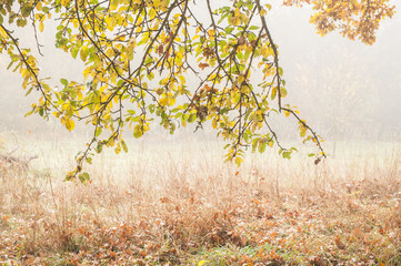 herbstlich verfärbtes Laub vor unscharfem Hintergrund