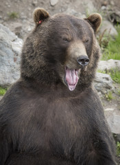 Brown Bear Yawning