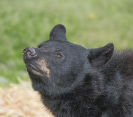Black Bear Sniffing