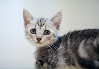 Fototapeta na wymiar Portrait of a gray striped kitten