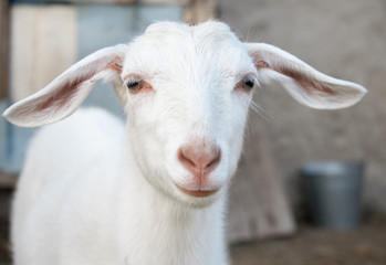 Fototapeta premium young goat on brown background