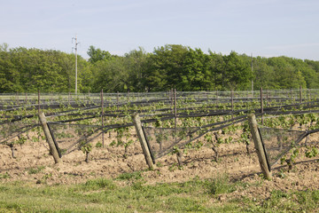 Fototapeta na wymiar Rows of Grapes at a Vineyard