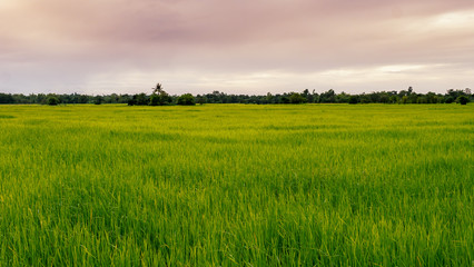 Green fields and sky