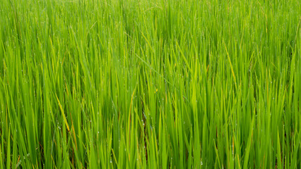 Green leaves of grass field for background and texture