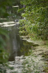 The lake is overgrown with reeds. Bolts'.